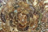 Composite Plate Of Agatized Ammonite Fossils #77786-1